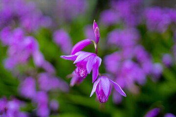 紫蘭の花