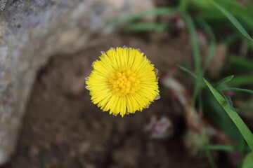 coltsfoot flower