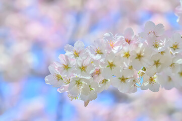 桜の開花イメージ