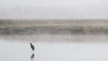 héron dans la brume matinale au bord d'une rivière en train de pêcher