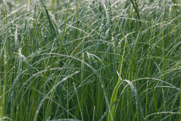 herbes sauvages avec la rosée du matin