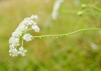 gouttes de pluie