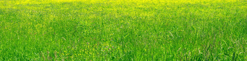 Panorama of lush spring field