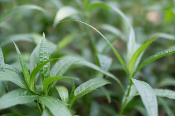 Plants with green leaves. natural texture.