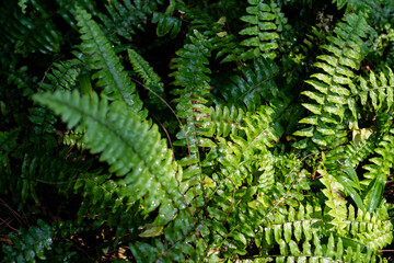 Plants with green leaves. natural texture.