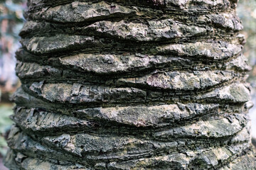 Palm tree trunk texture. close-up
