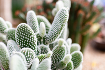 Cactus in an indoor botanical garden
. Opuntia microdasys var. albispina Fobe.