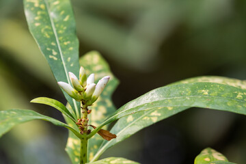 Plants characterized by elongated green leaves.