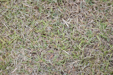 Close-up of shady grass outdoors