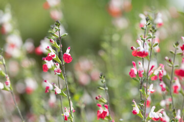 Red and white flowers in the garden. sunny day