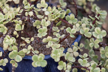 Succulents in an indoor botanical garden.