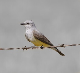 Western Kingbird perched on barbed wire and scanning for insects. Joseph Grant County Park, Santa Clara County, California, USA.