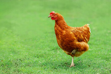 one orange chicken walks on the green pasture