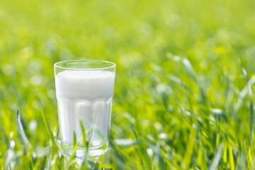 fresh milk in glass on green grass
