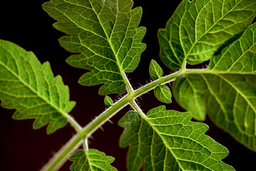close up of a green leaf, nacka, sweden,sverige