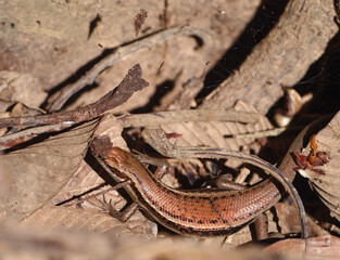 Close-up photos of Seychelles skink (Trachylepis sechellensis) endemic to Seychelles