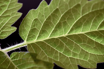 close up of a green leaf, nacka, sweden,sverige
