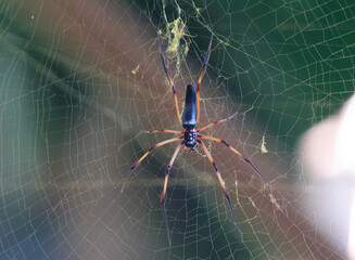 Close-up of the Red-Legged Golden Orb-Weaver Spider (Nephila inaurata), Seychelles