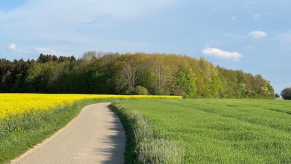 Fototapeta na wymiar Kleiner Landweg an einem Rapsfeld bei Sonnenschein . Wenn im Frühling der Raps blüht, sehen wir beeindruckende Farben.