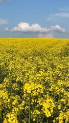 Fototapeta premium Ein Rapsfeld mir ein paar Wolke darüber - Frühlingsfarben, Jahreszeit, Feld, Lebensmittel, Rapsöl, Speiseöl, Öl, Acker, Feld, Bewölkung 