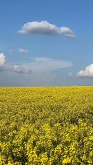 Obraz premium Ein Rapsfeld mir ein paar Wolke darüber - Frühlingsfarben, Jahreszeit, Feld, Lebensmittel, Rapsöl, Speiseöl, Öl, Acker, Feld, Bewölkung 