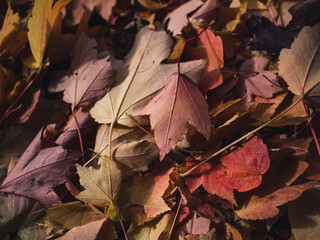 autumn leaves background