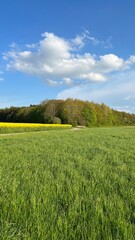 Ein Leben mitten in der Natur, Rapsfeld, und Wiese führen über einen Feldweg in den Wald....