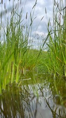 Schilfgras an einer kleinen Wasserstelle an einem Feld - Reed grass at a small waterhole in a field