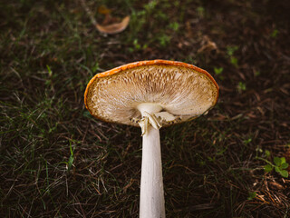 mushroom in the forest