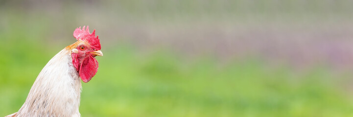Beautiful Rooster standing on the grass in blurred nature green background.rooster going to crow.