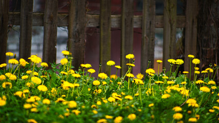 daffodils in the garden