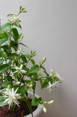 arabian jasmine or mogra plant in a pot