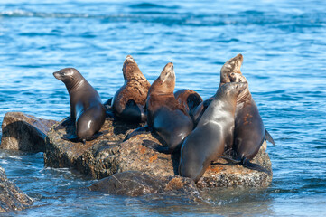 Fototapeta premium A group of sea lions resting on a rock near Monterey bay, California, on a sunny winter afternoon.