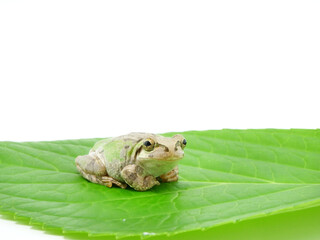 葉っぱの上で休むアマガエル