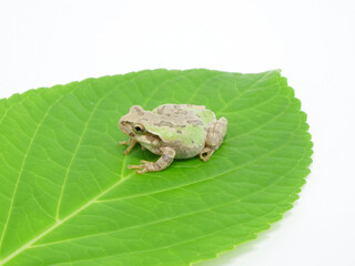 アジサイの葉っぱとアマガエル