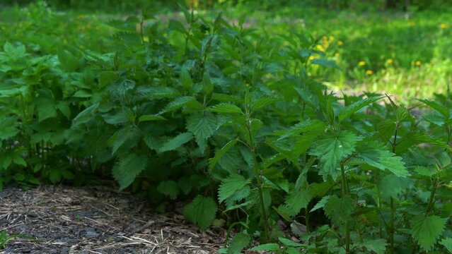 nettle grows in a clearing near the road. 4k frame