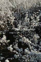 Nature near Sarzeau during the spring. France, March 2022.