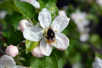 Beautiful large white buds of a blooming apple tree with a large black and yellow beetle, illuminated by the bright rays of the sun.