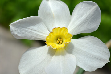 Bright fragrant flowering daffodils, white flowers with a yellow centre.