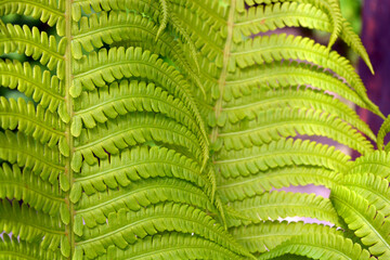 Large idiosyncratic creative green fern bush leaves, green foliage background.