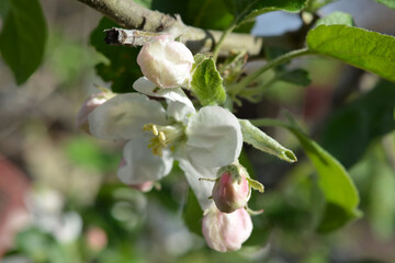 Beautiful large white buds of a blossoming apple tree illuminated by the bright rays of the sun.
