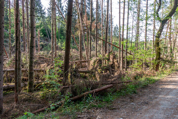 Sturmschaden im Wald