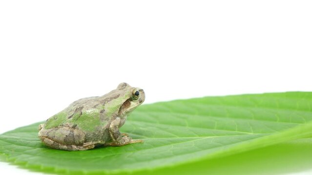 横から見た葉っぱの上のアマガエル