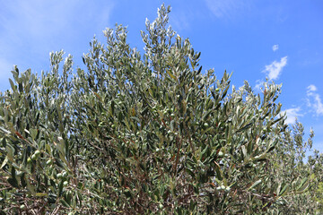Olive tree with a dense crown and green olives against a background of white clouds and a bright blue sky