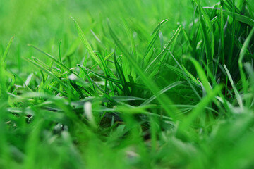Abstract nature defocused background. Close-up of fresh green grass, selective focus