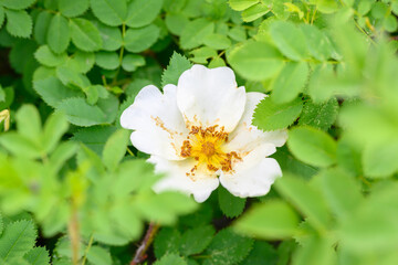 Blooming spring flowers. Beautiful blooming wild rose bush dog rose, Rosa canina .