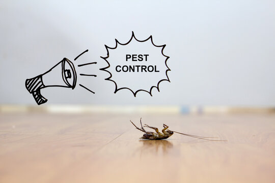 Dead cockroach on floor , pest control concept