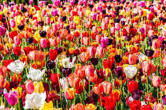 Field with assorted colors tulips. Colorful spring fresh dutch tulips. Nature background