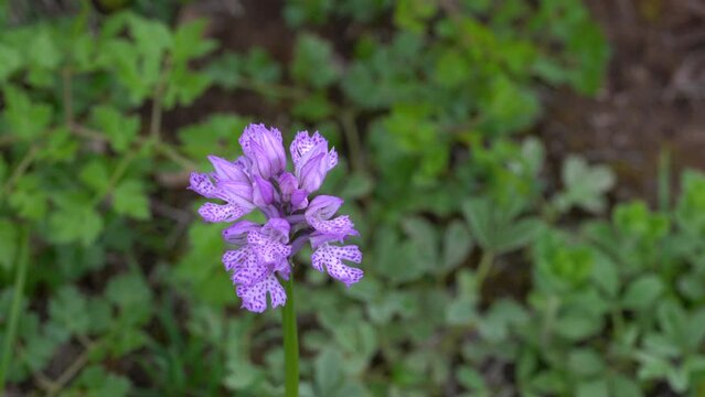 Three-toothed Orchid in natural ambient (Neotinea tridentata) - (4K)