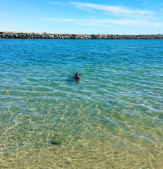 german shepherd swimming in a turquoise water sea